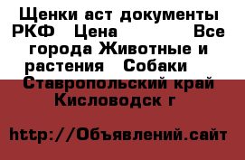 Щенки аст документы РКФ › Цена ­ 15 000 - Все города Животные и растения » Собаки   . Ставропольский край,Кисловодск г.